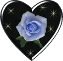 blue rose in black heart