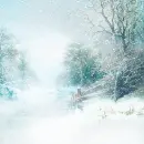 Winter Snowflakes ~ Background