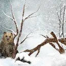 Winter Snowflakes ~ Background ~ fg