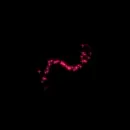 stars animated