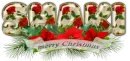 Poinssettias - Shaki