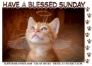HAVE A BLESSED SUNDAY, WINGS, DOTW, KITTEN, TEXT