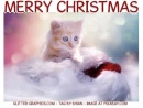Merry Christmas, KITTEN, HOLIDAYS, CHRISTMAS, TEXT