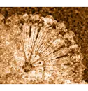 FantasticVoyageBronze
