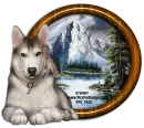 Wolf/dog in winter scene