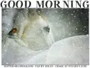 GOOD MORNING, SNOWING, BIRDS, HORSE, TEXT