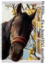 Helllllo.... it's a beautiful morning, window, horse, text