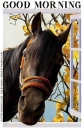 GOOD MORNING, HORSE, WINDOW, TEXT