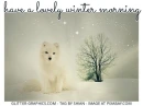 have a lovely winter morning, FOX, SNOW, GREETINGS, TEXT