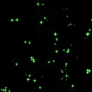 Green sparkles