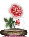 Pink Flower