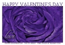 HAPPY VALENTINE'S DAY, PURPLE ROSE, FLOWERS, TEXT