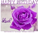 HAPPY BIRTHDAYLEAH, PURPLE ROSE, SEASONAL, TEXT