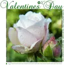 VALENTINES DAY, ROSE, TEXT, HOLIDAYS