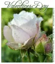 VALENTINES DAY, ROSE, TEXT, HOLIDAYS