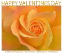 HAPPY VALENTINES DAY, ROSE, TEXT