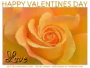 HAPPY VALENTINES DAY, ROSE, HOLIDAYS, TEXT