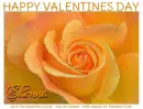 HAPPY VALENTINES DAY.. SHONNA, HOLIDAYS, ROSE, TEXT