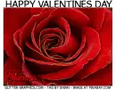 HAPPY VALENTINES DAY.. SHONNA, GLITTER, ROSE, TEXT