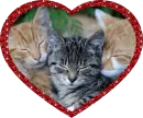 three cats in a heart