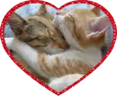 two cats in a heart