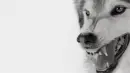 growling wolf gif