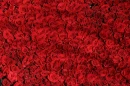 RED ROSE BACKGROUND