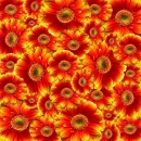 ORANGE & YELLOW GERBER DAISIES BACKGROUND