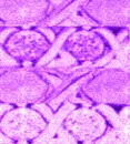 MoreLovexoxoAmethystxoxo