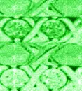MoreLovexoxoEmeraldxoxo