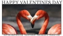 HAPPY VALENTINES DAY, FLAMINGOS, HOLIDAYS, TEXT