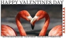 HAPPY VALENTINES DAY, FLAMINGOS, HOLIDAYS, TEXT