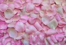 PINK ROE PETAL BACKGROUND