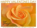 Happy Valentines Day.. Tonya, ROSE, HOLIDAYS, TEXT