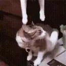 cats kissing each other