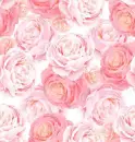 Pink Roses Background
