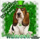 Happy St. Patricks Day Ramesh