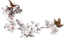 Cherry blossom - Transparent graphic