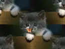 Kitty & Butterfly