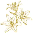 lilies