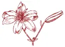 lilies