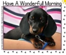 HAVE A WONDERFULL MORNING, PUPPY, CUTE, TEXT