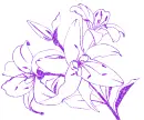 lilies