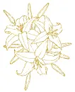 lilies
