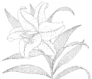 lilies