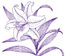 lilies