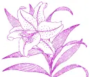 lilies