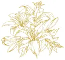 lilies