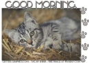 GOOD MORNING, KITTEN, ANIMALS, TEXT