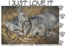 I JUST LOVE IT, KITTEN, ANIMALS, TEXT, GG RELATED